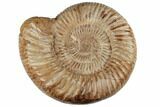 Jurassic Ammonite (Perisphinctes) - Madagascar #191429-1